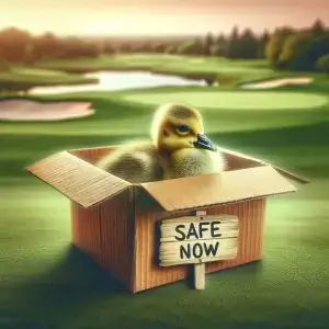 Rescued Gosling Safely Contained After Golf Course Rescue
