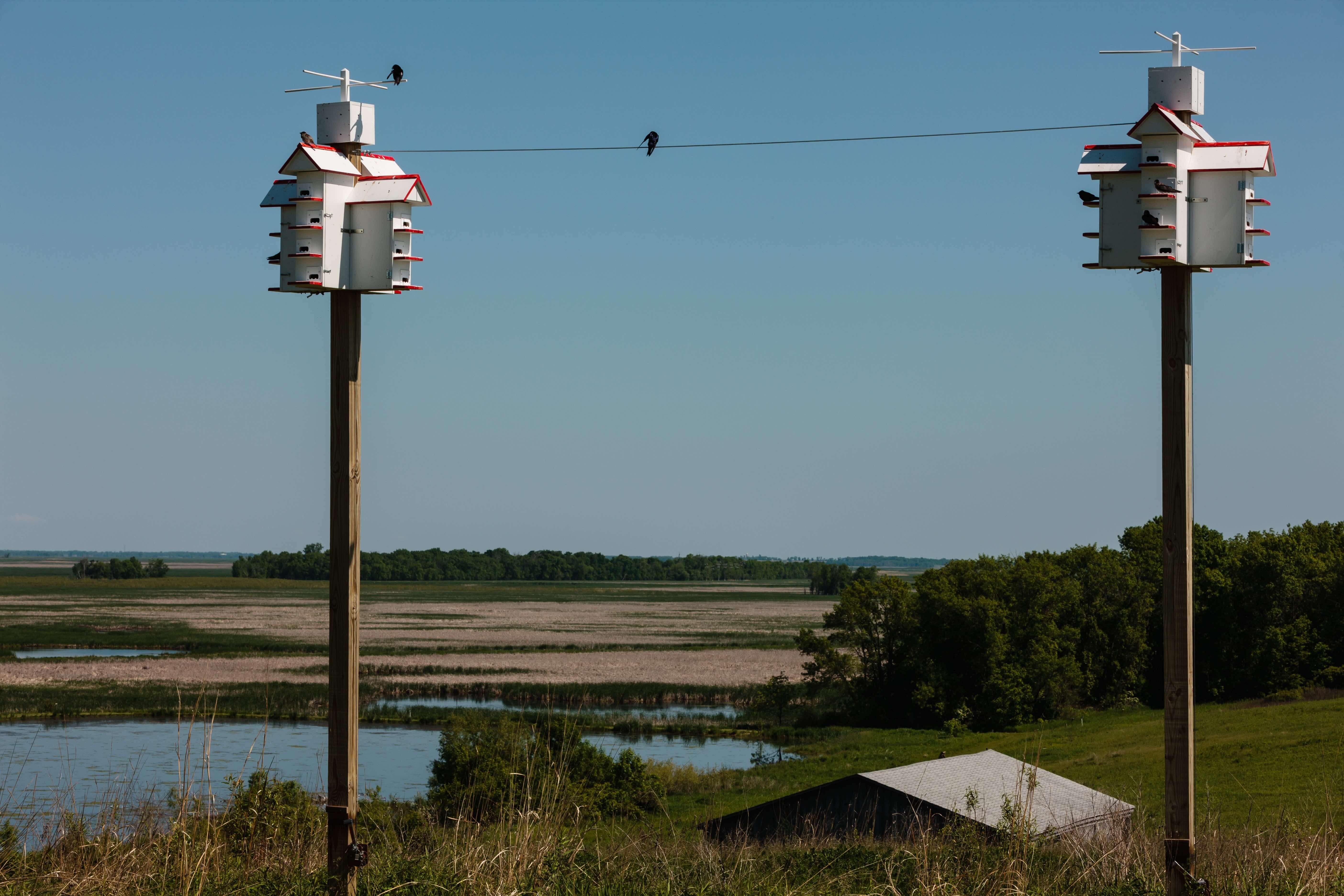 Purple Martin nesting houses