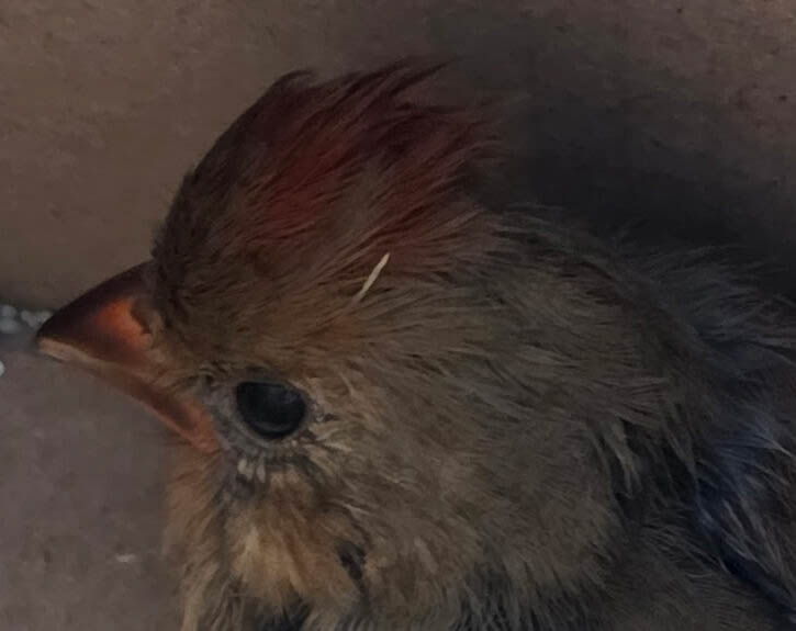 Juvenile Cardinal - Rescue Intake Photo