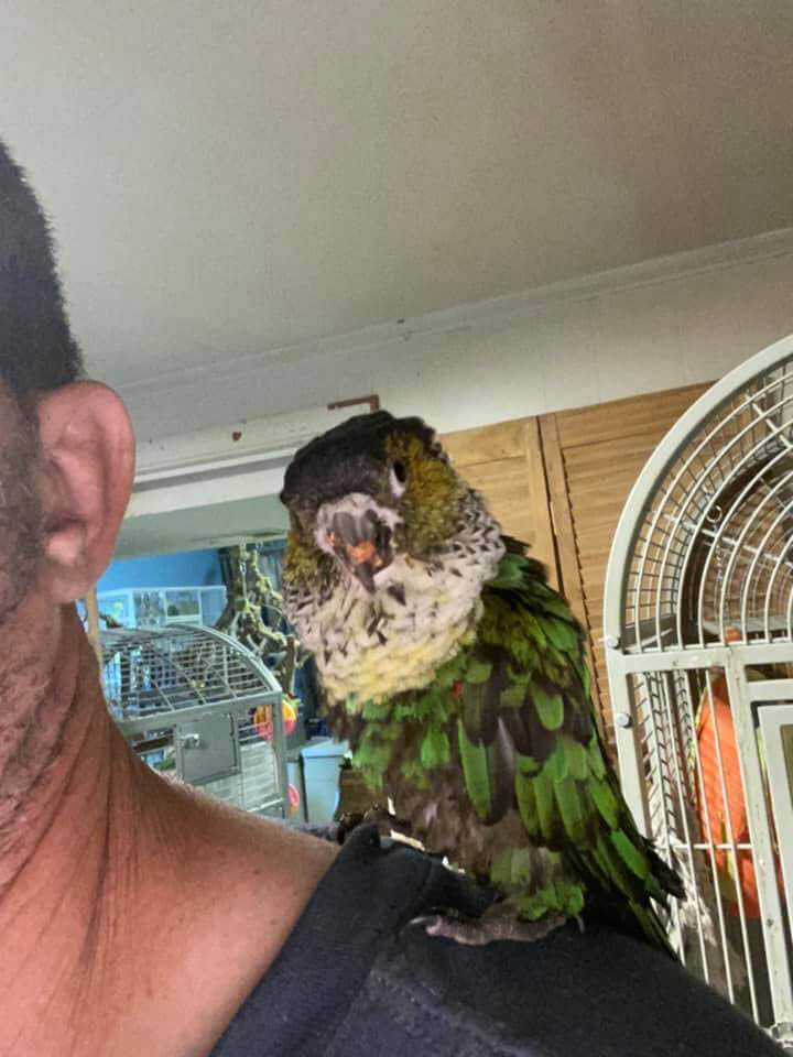 Bear the Black-capped Conure – Ruffled Feathers Parrot Sanctuary Inc.