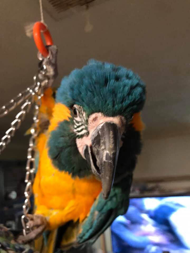 Houdini the Blue-throated Macaw – Ruffled Feathers Parrot Sanctuary Inc.