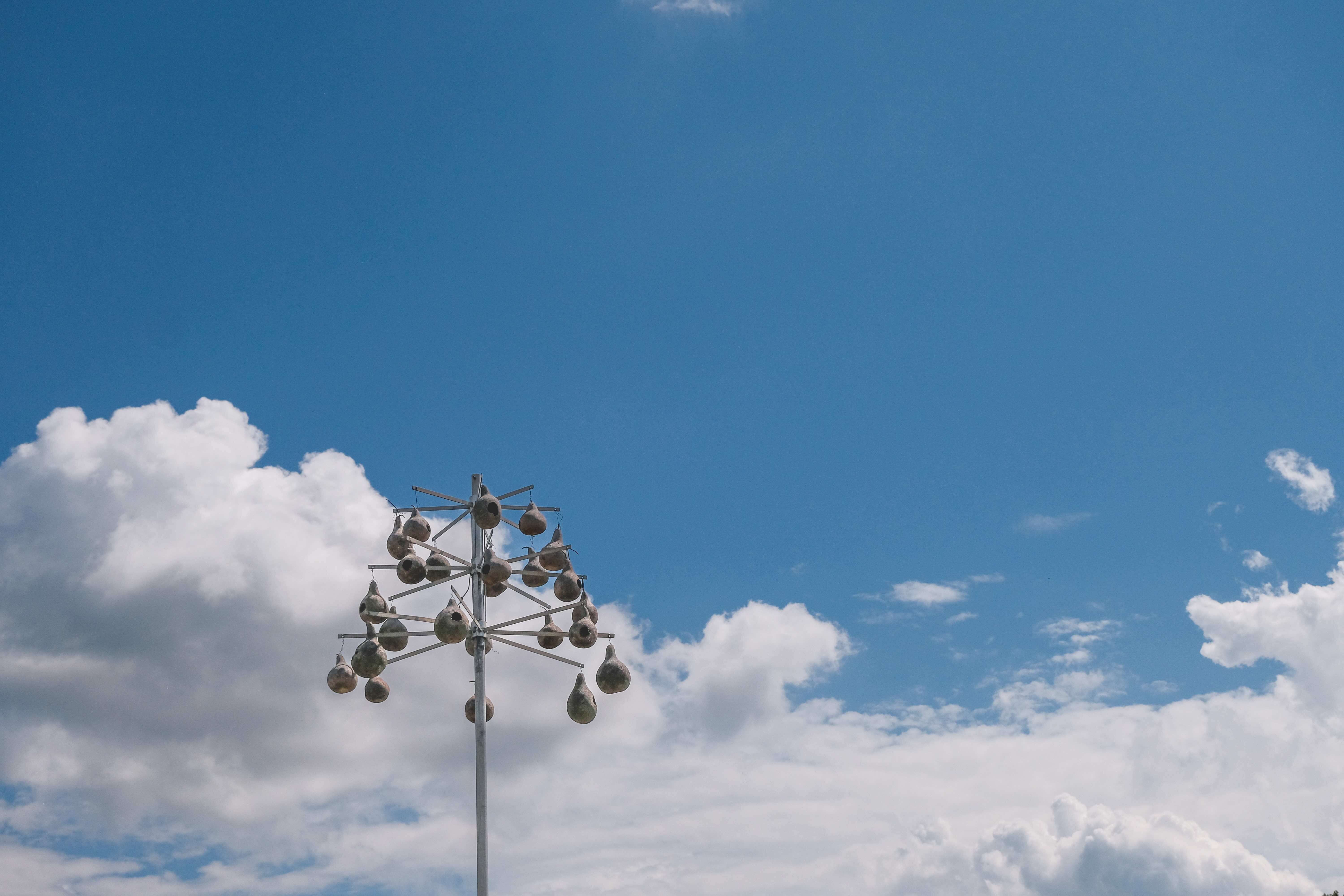 Multiple Purple Martin gourd-style birdhouses hanging together in a traditional colony setup