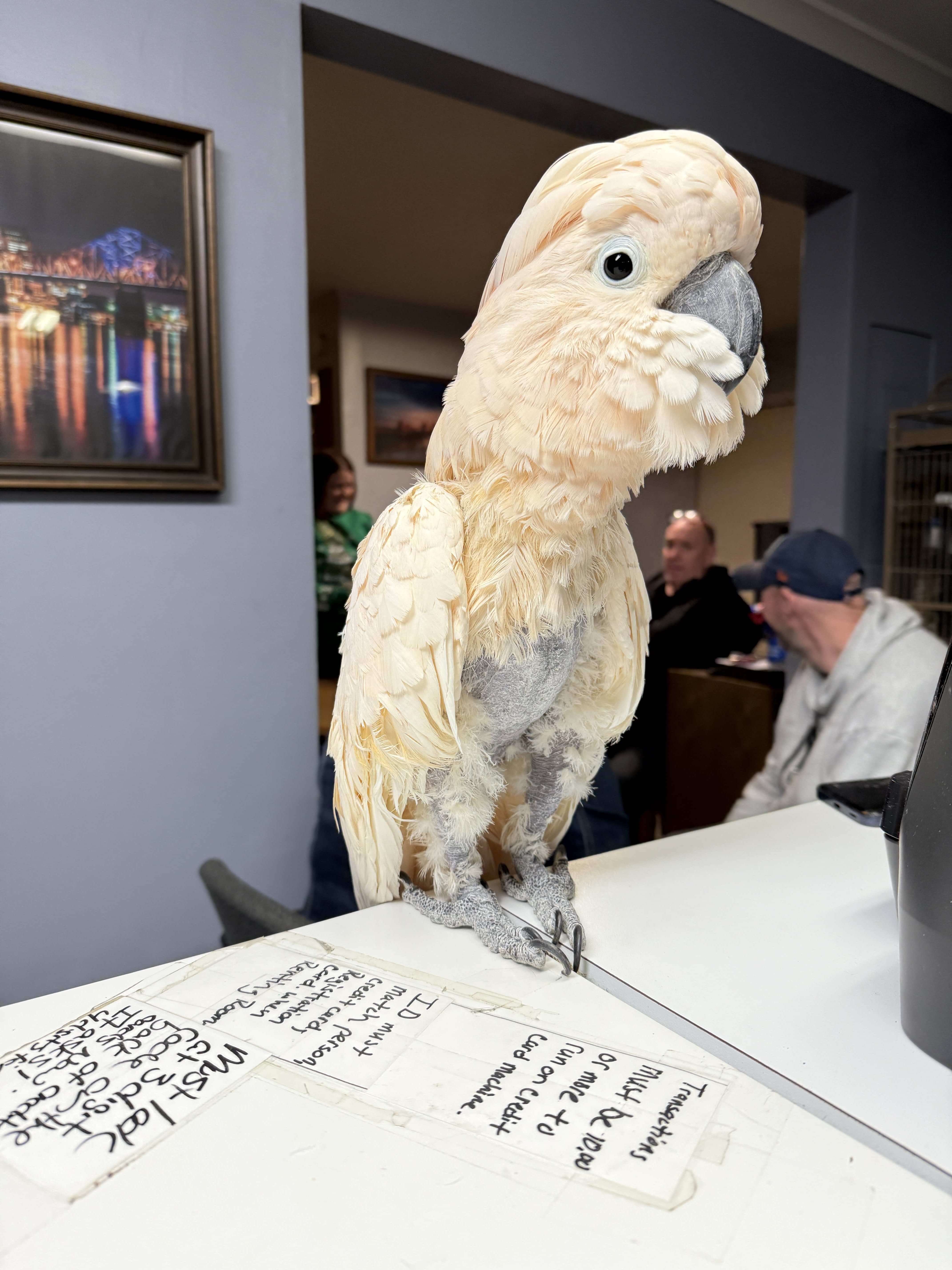Moluccan Cockatoo Kiki displaying bright salmon-colored crest at RFPS Louisville sanctuary