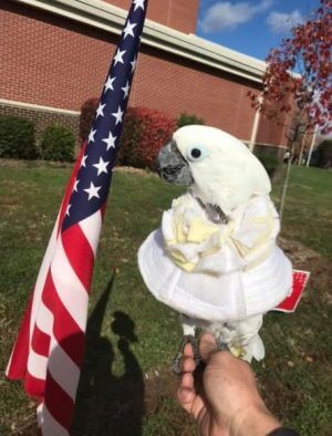 Dressed for Freedom – Patriotic Cockatoo with American Flag at RFPSInc