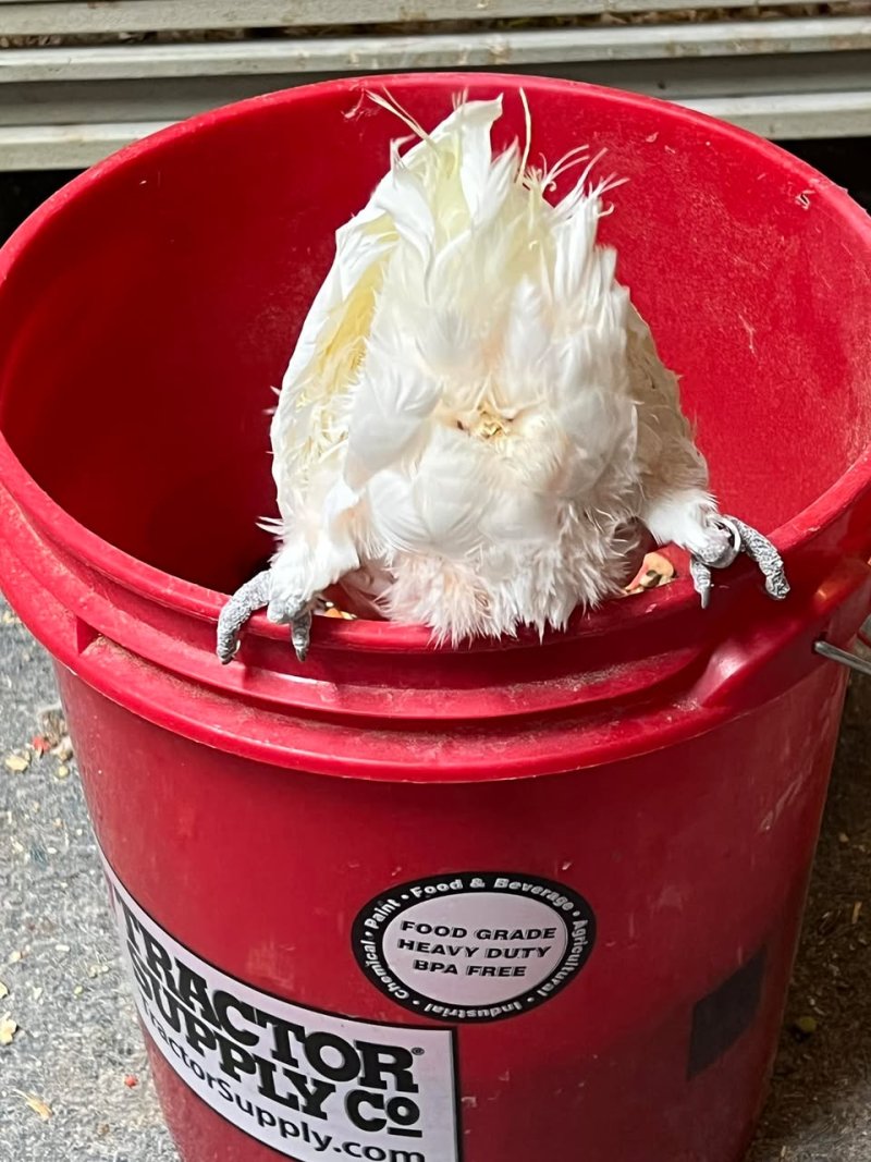 Image for the Tweet beginning: Brain + Pinky energy: “Tonight