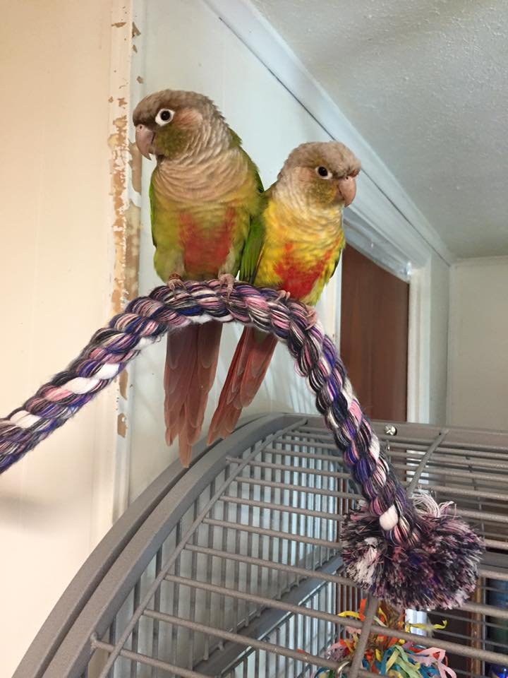 Image for the Tweet beginning: Some years the best gift