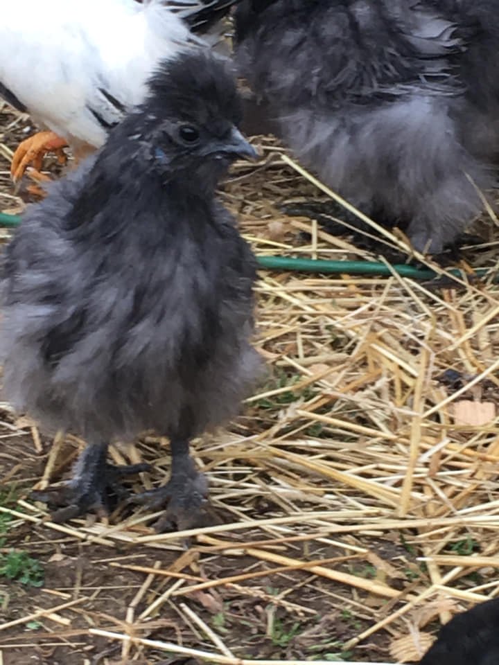 Image for the Tweet beginning: “They sing the most beautiful