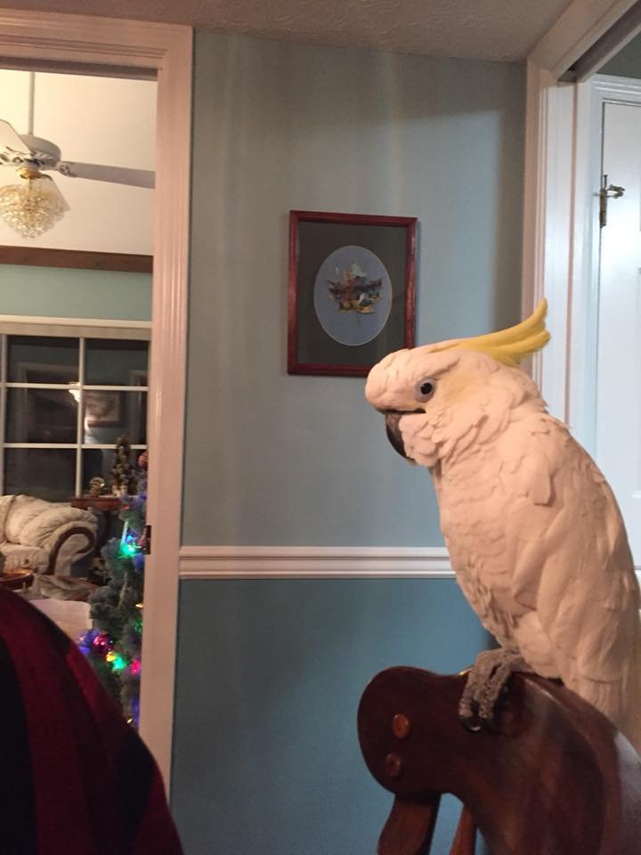 Image for the Tweet beginning: “Silent Night” is a beautiful